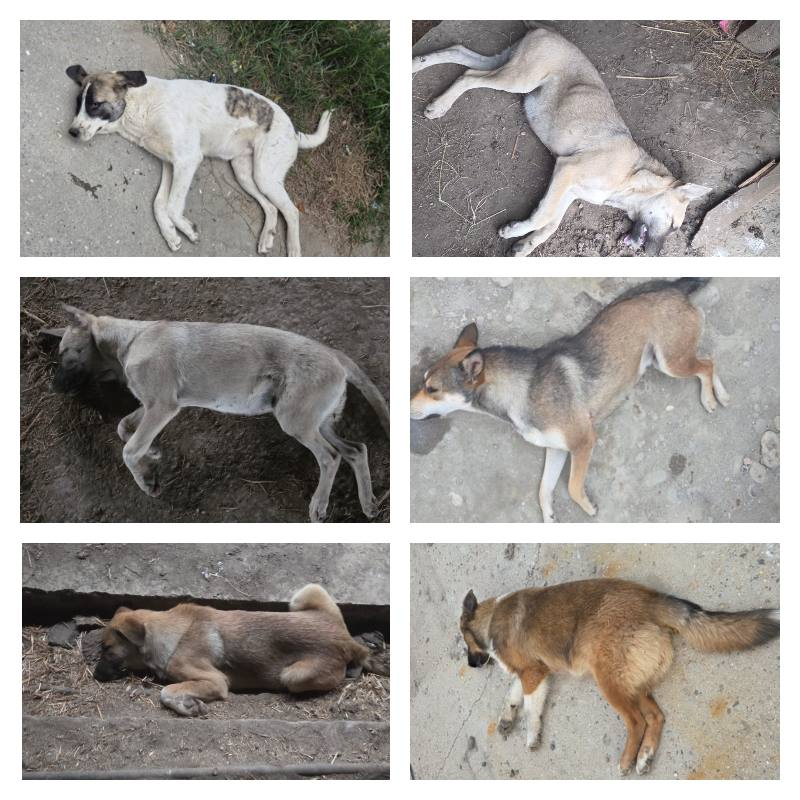 В Хасавюрте продолжается работа по отлову безнадзорных собак