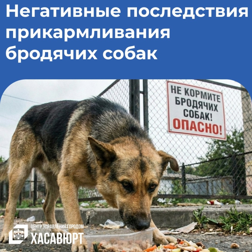 Почему важно не подкармливать собак без владельцев