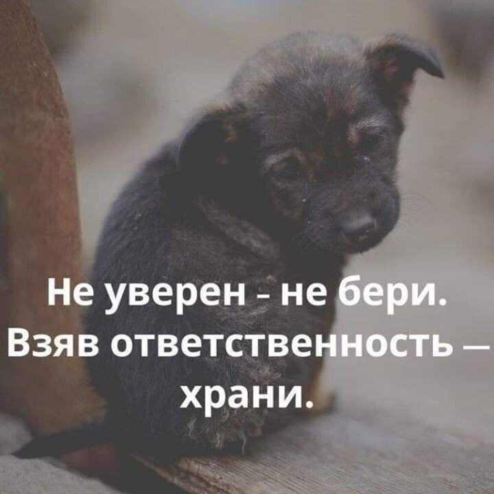 Памятка об ответственном обращении с животными