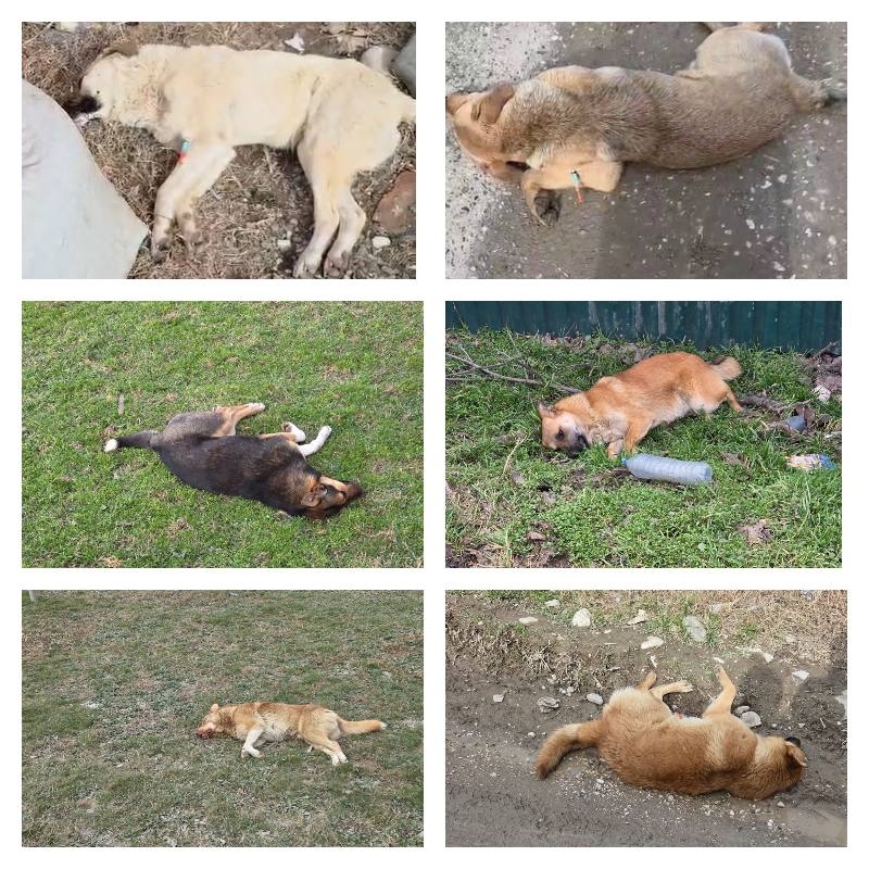 В Хасавюрте продолжается работа по отлову безнадзорных собак