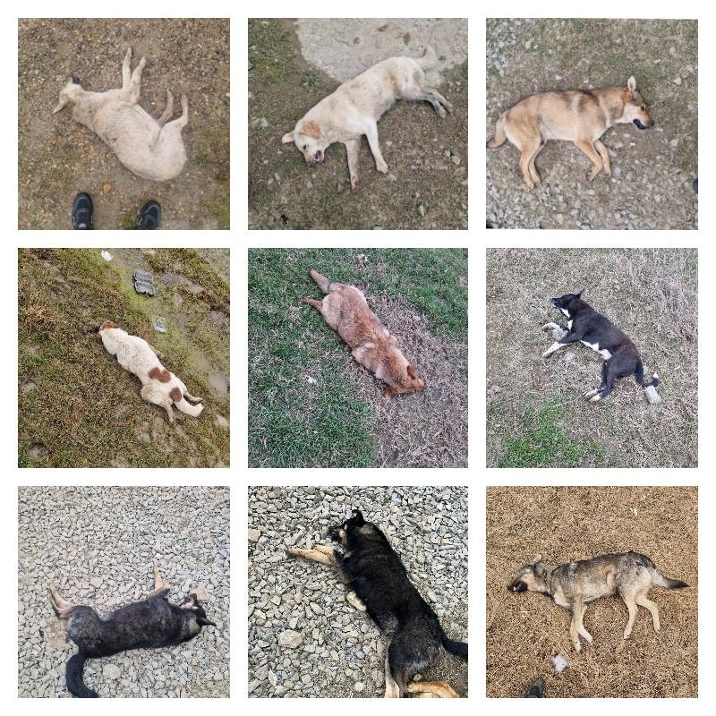 В Хасавюрте продолжается работа по отлову безнадзорных собак