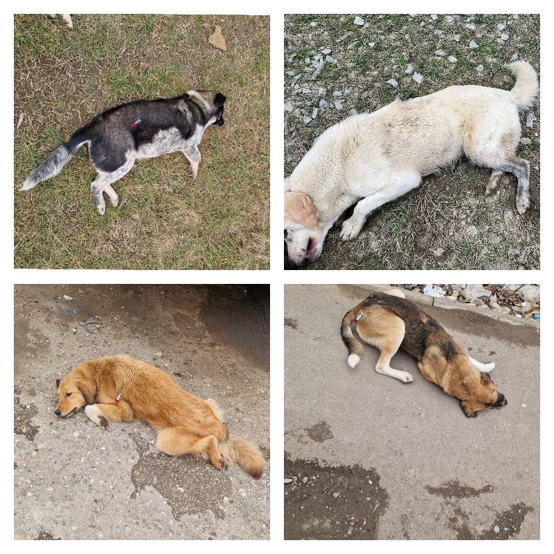 В Хасавюрте продолжается работа по отлову безнадзорных собак